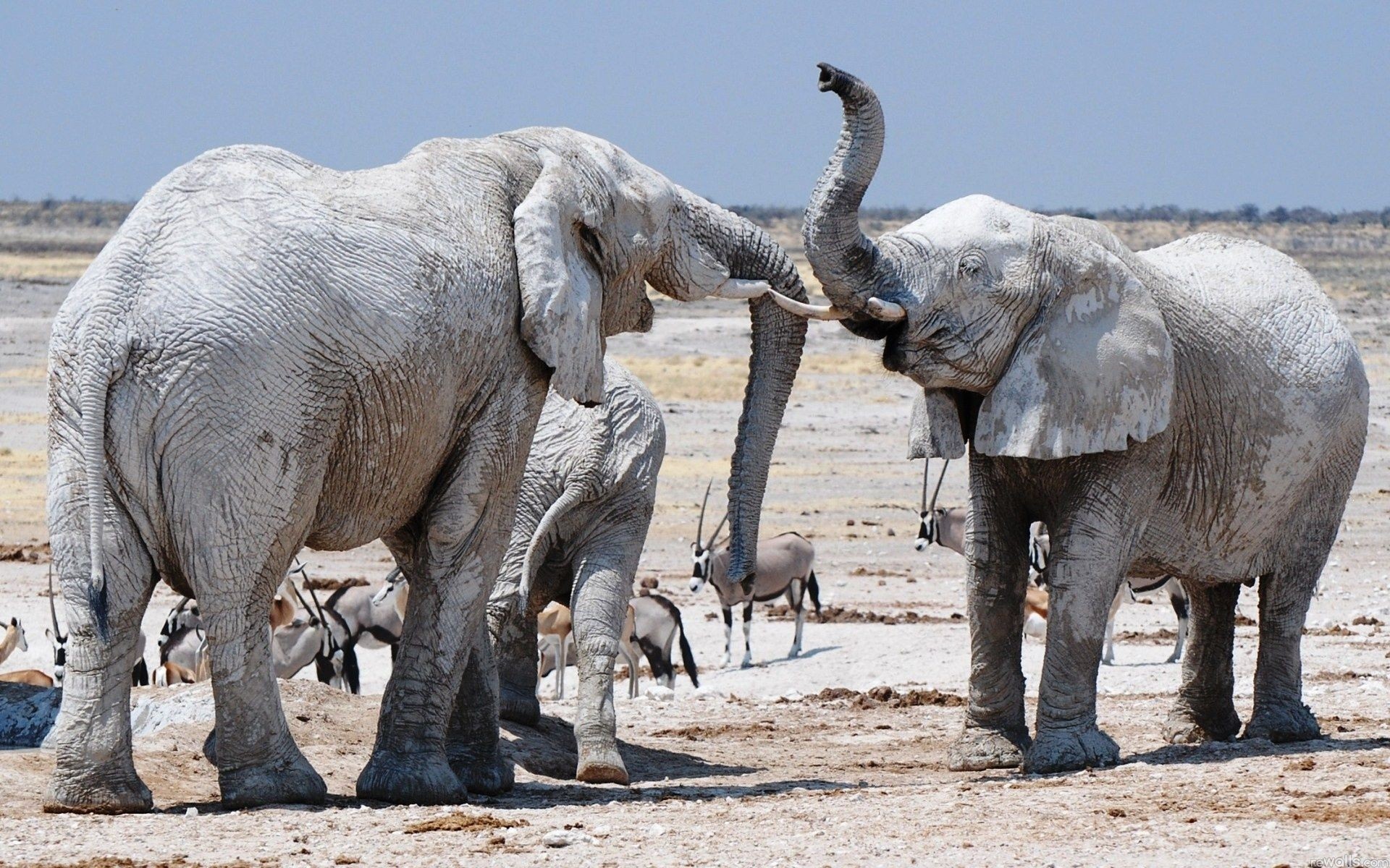 animals elephant mammal wildlife animal nature safari wild large big park grass strong outdoors elephants