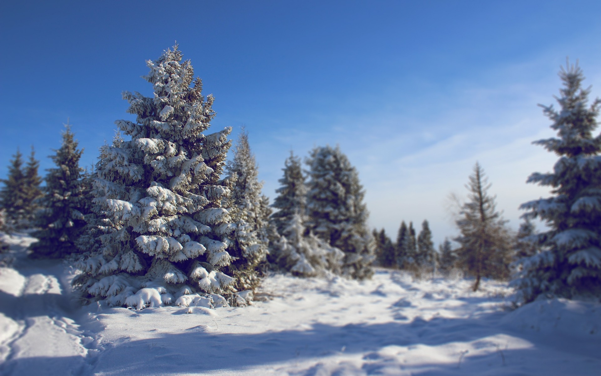 hiver neige gel bois froid evergreen congelé pin bois sapin paysage saison glace épinette conifères scénique météo conifères nature