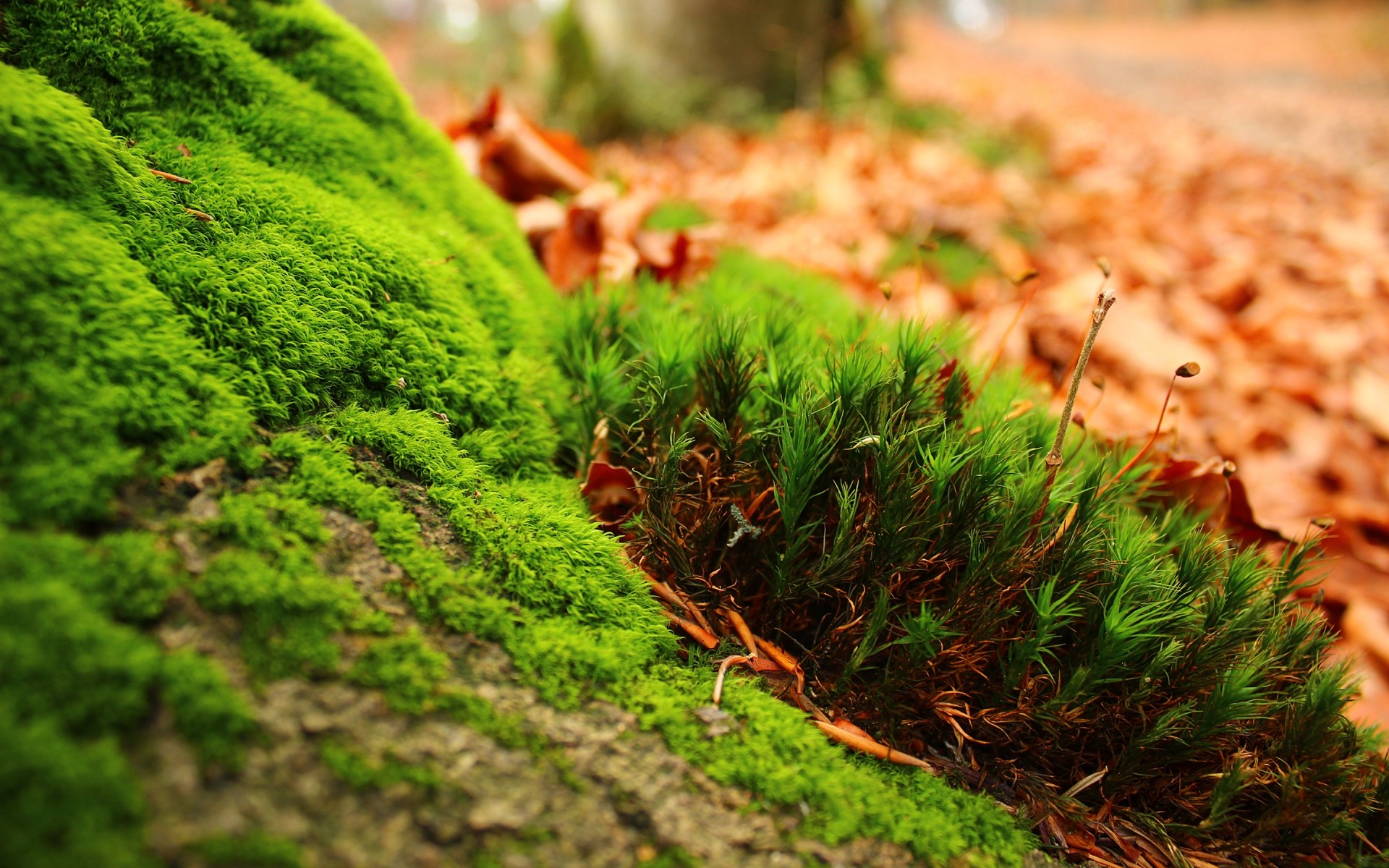 plantes nature croissance feuille à l extérieur herbe flore jardin été champ bois agriculture terre ferme rural sol arbre paysage alimentaire mousse