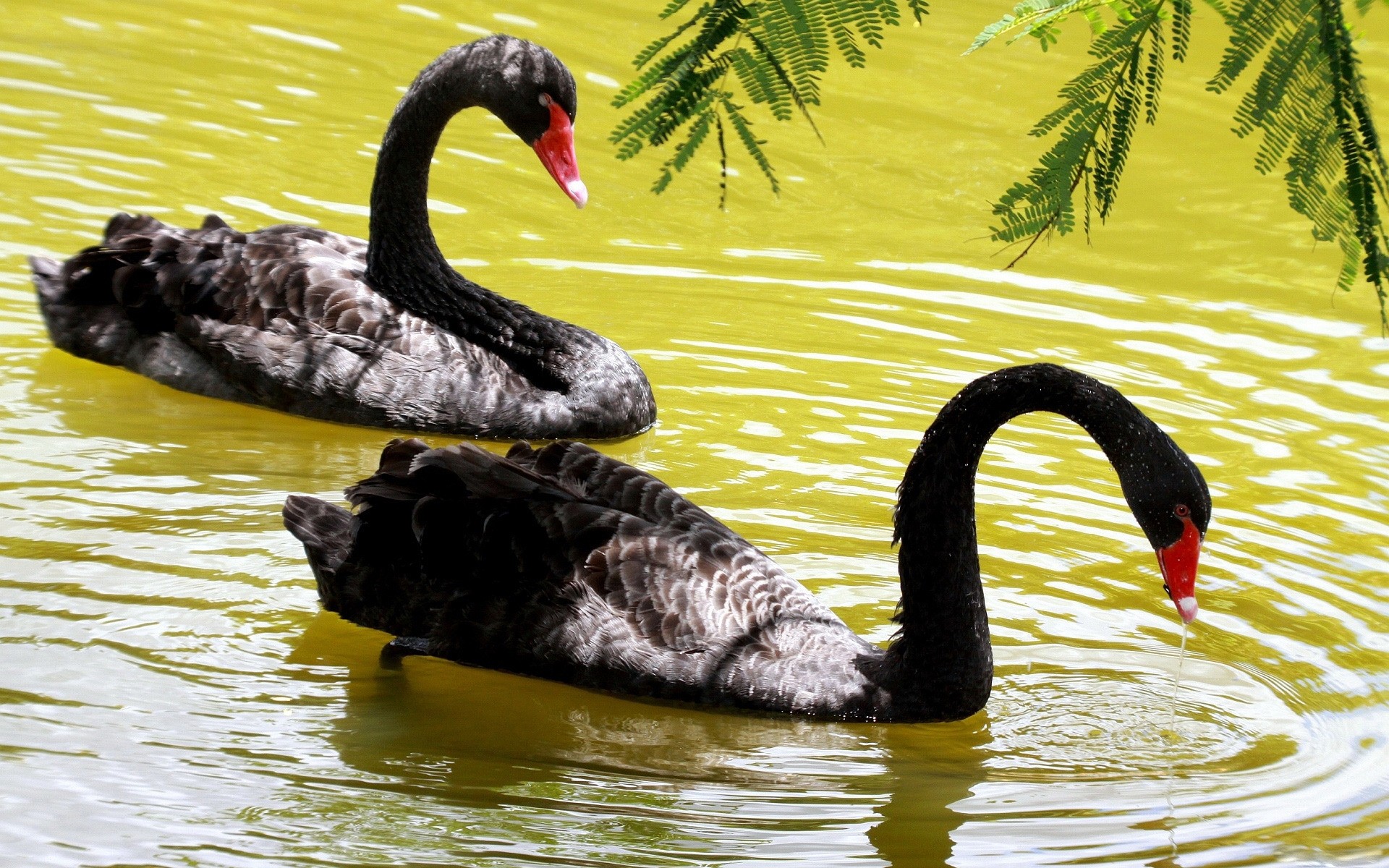 cygnes cygne natation oiseau piscine eau lac nature plume sauvagine canard faune bec rivière réflexion cou animal sauvage en plein air oiseaux