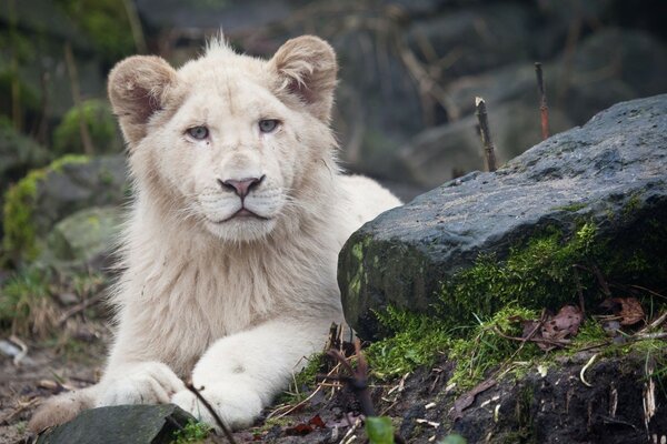 Un bellissimo mammifero in natura