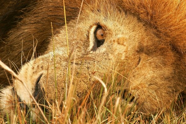 Löwe in freier Wildbahn auf dem Rasen