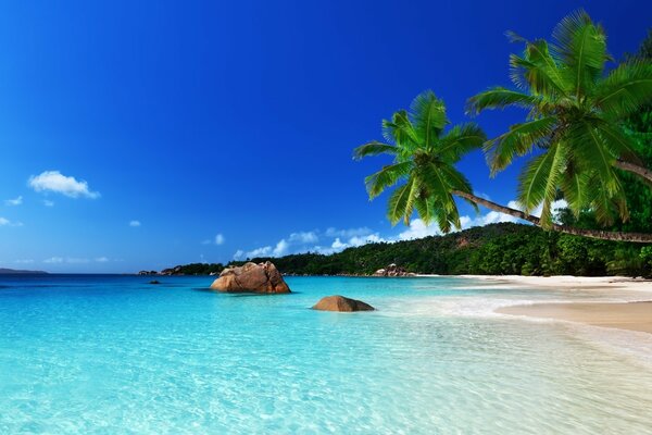 Plage tropicale avec eau bleue et palmiers