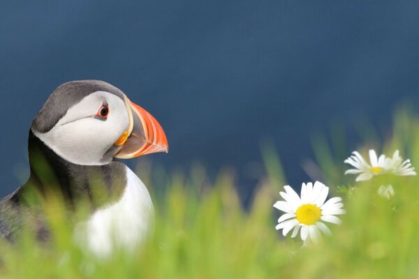 Oiseau de la faune sur l herbe