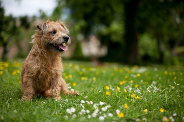 Perro en un campo de flores verdes