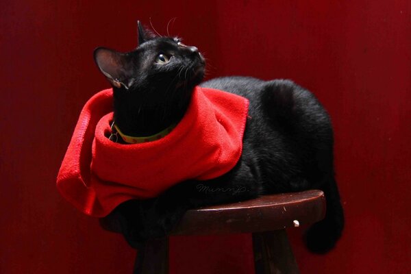 Um gato em um lenço vermelho senta-se em uma cadeira