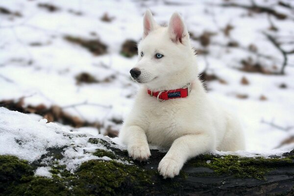 A dog with a kramny collar in winter