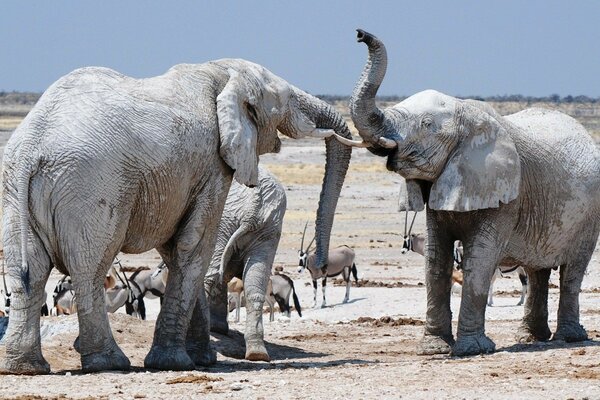 Elephants living in the wild