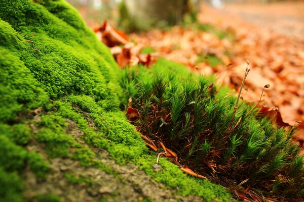 Feuilles de plantes vertes à l extérieur