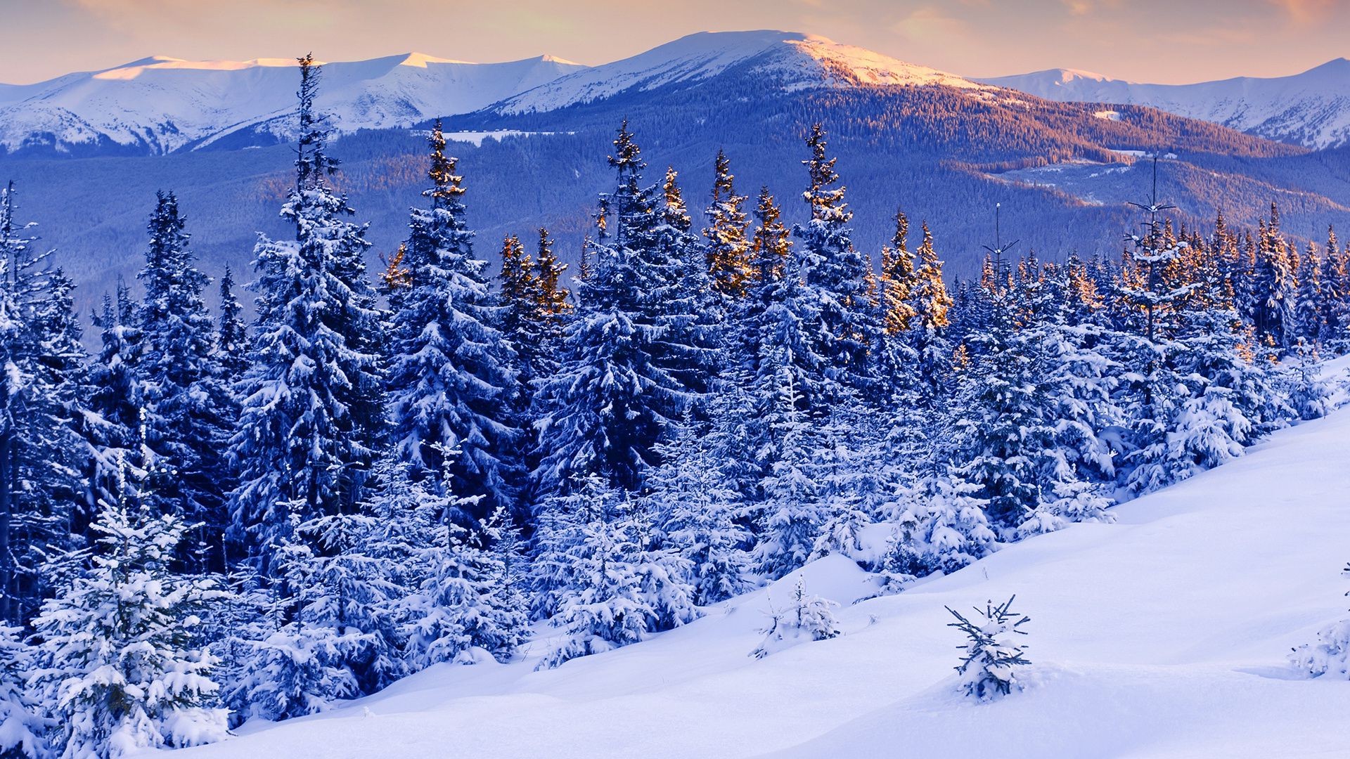 winter schnee kälte berge holz berggipfel frost jahreszeit alpine verschneite landschaftlich pulver resort tanne snowboard eis fichte evergreen gefroren hang