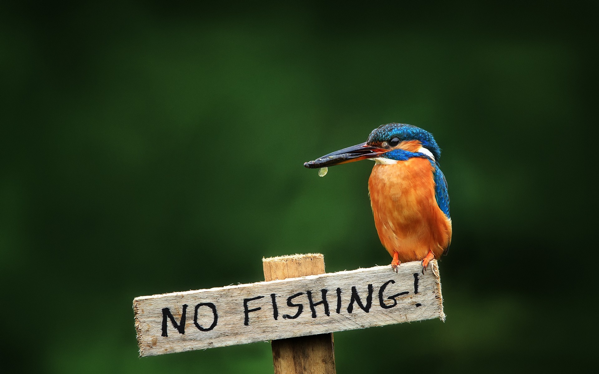 oiseaux oiseau la faune nature à l extérieur animal drôlement