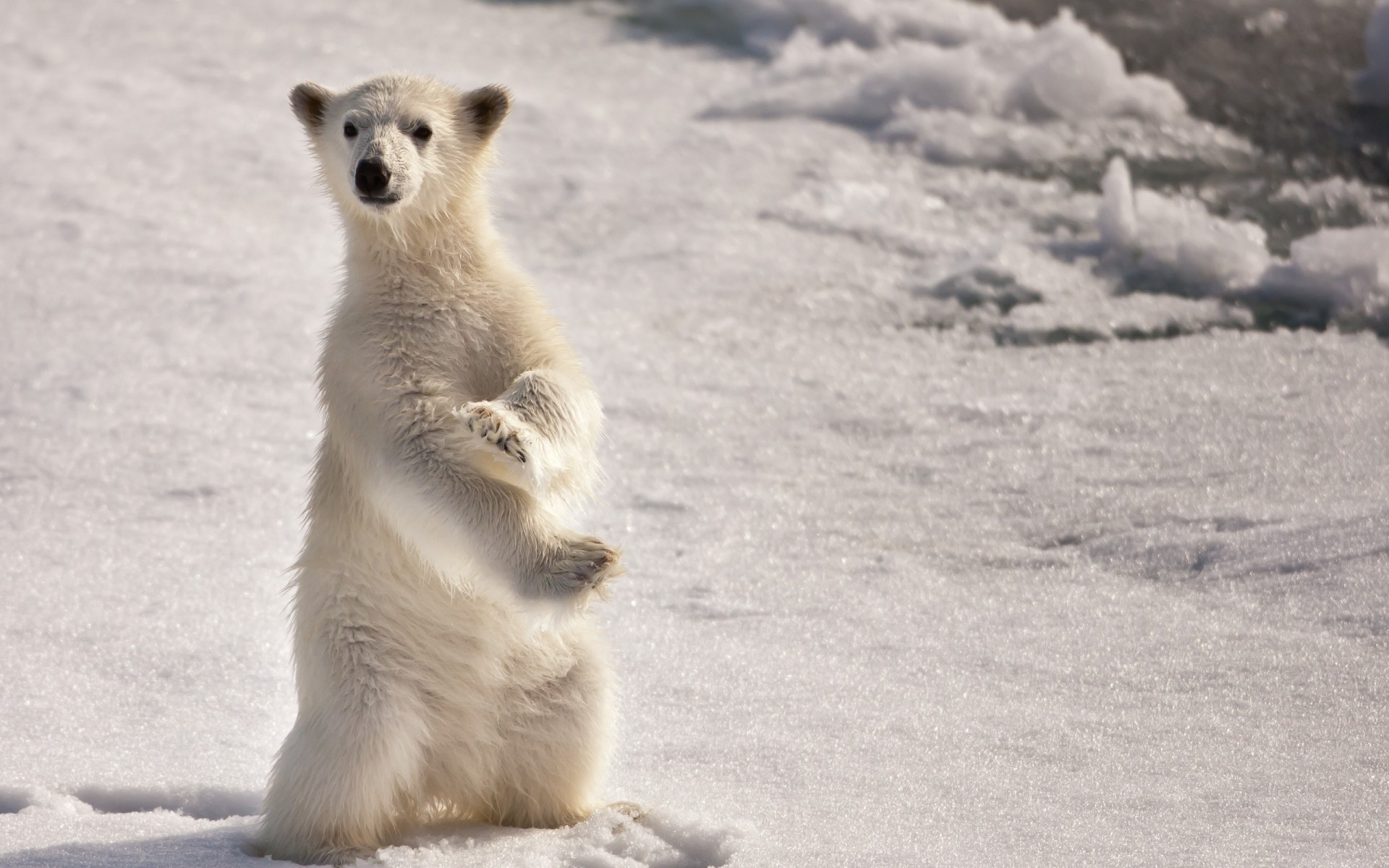 animals frosty mammal snow winter nature wildlife outdoors bear polar bear