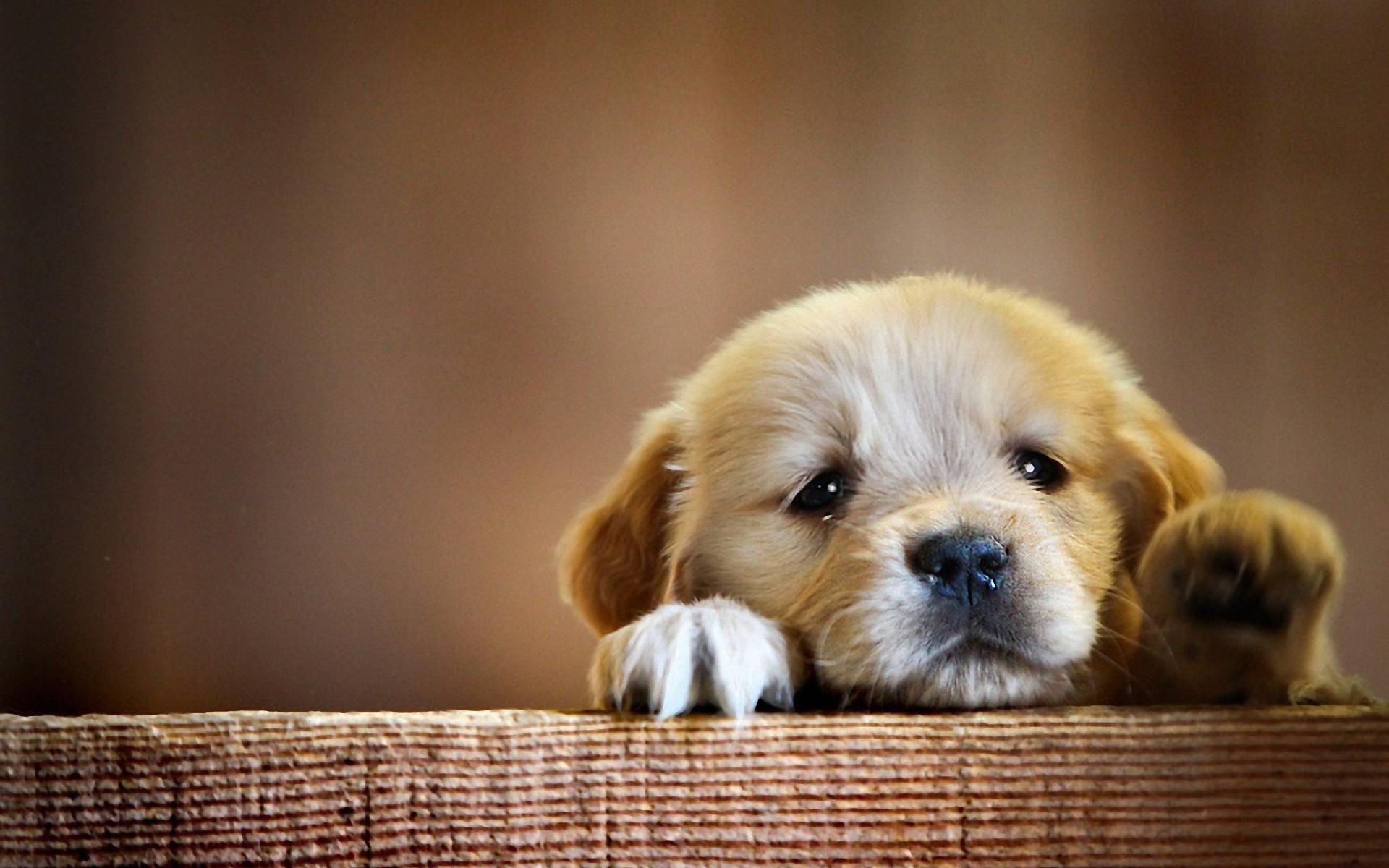 chien chien animal de compagnie mignon chiot petit mammifère cynologue animal portrait s asseoir