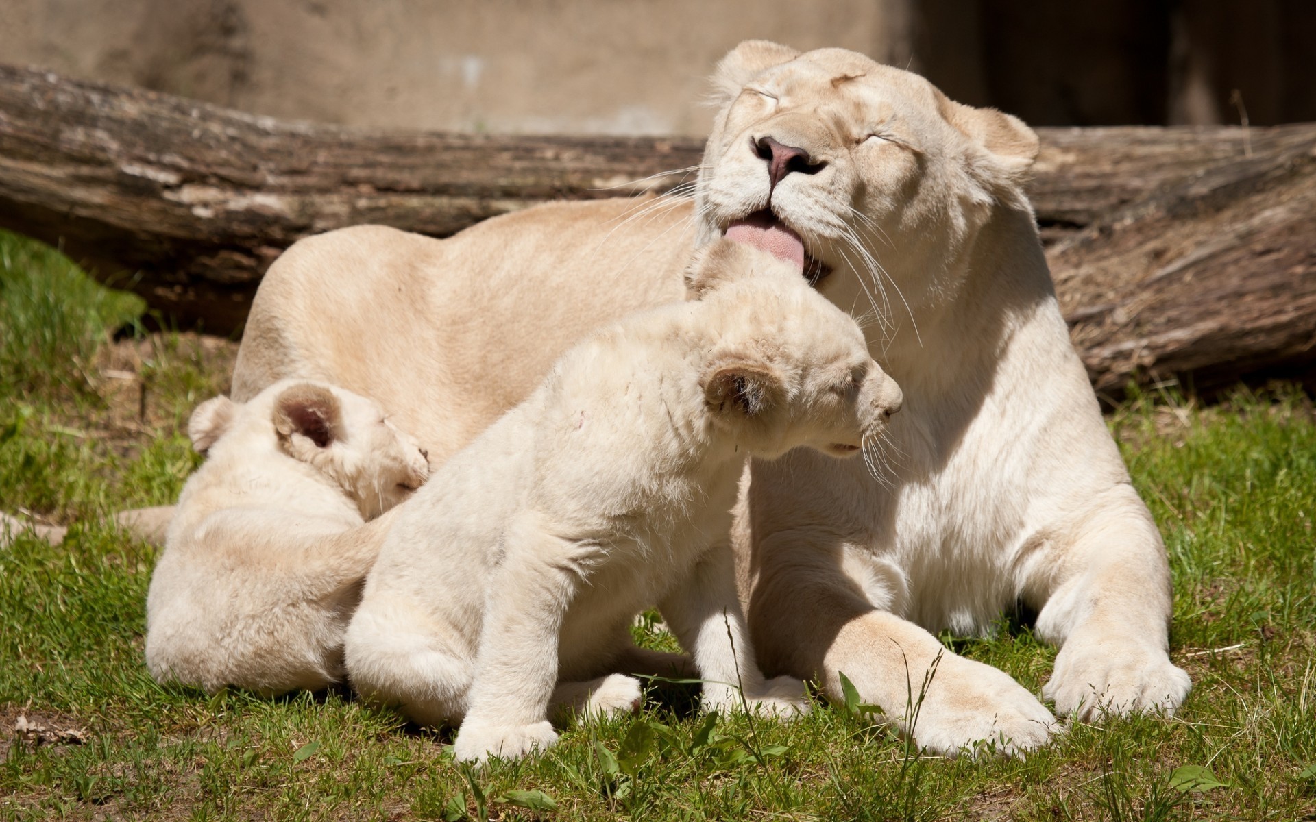 animaux mammifère animal zoo faune fourrure herbe nature mangeur de viande chat chasseur sauvage prédateur portrait lion mignon lions lions blancs jungle