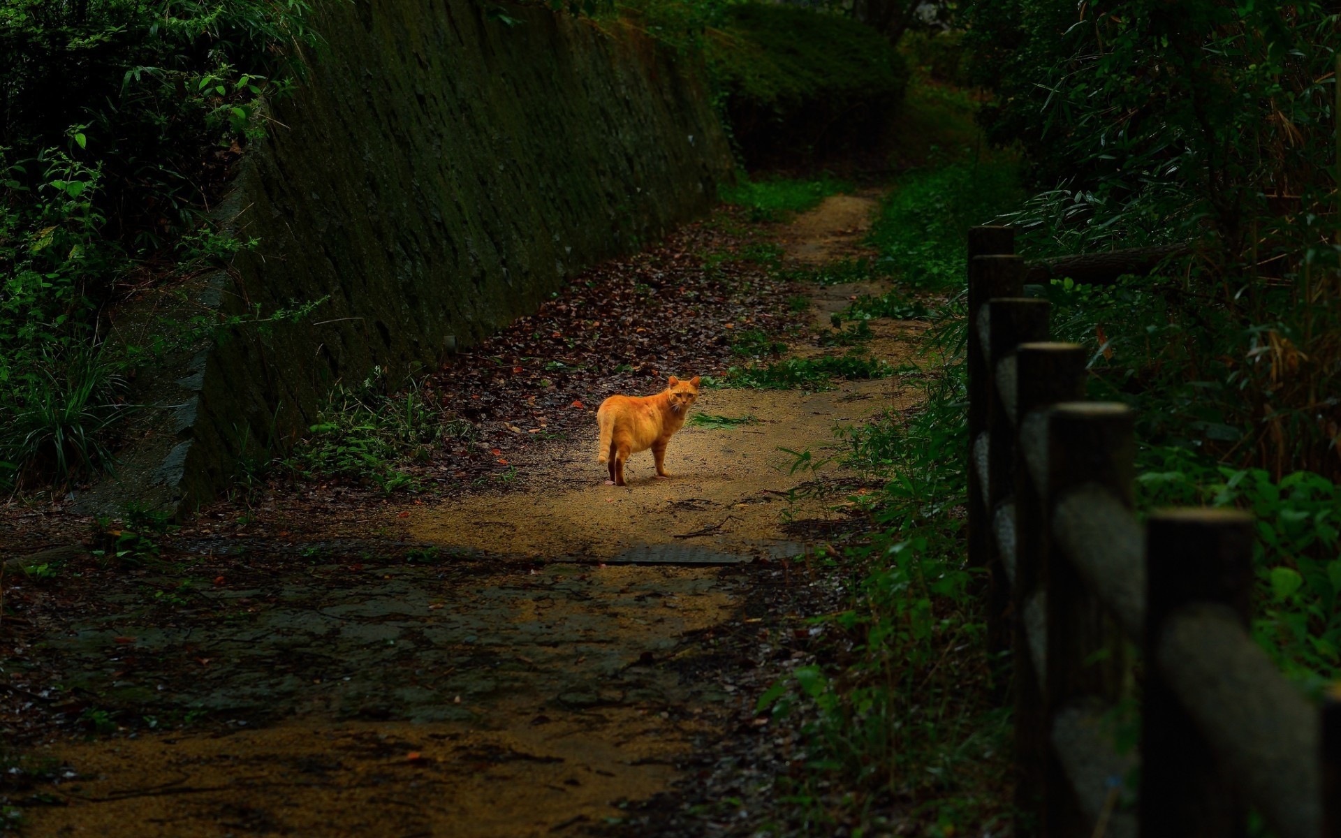 katzen säugetier holz im freien baum park reisen ein tierwelt natur landschaft wald