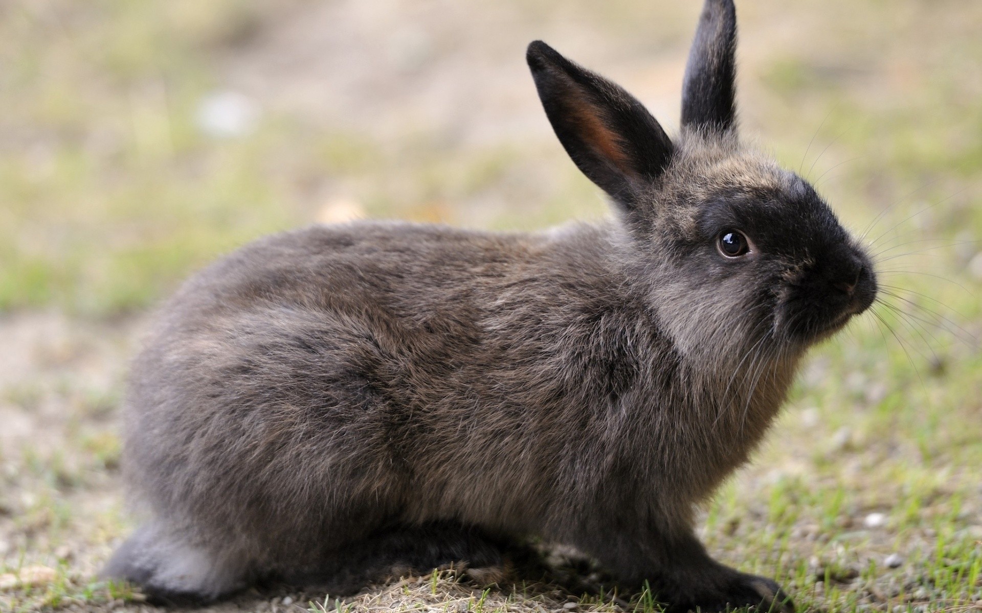 animaux mammifère mignon la faune fourrure animal nature portrait rongeur herbe sauvage peu gris jeune à l extérieur moelleux aperçu vers le bas s asseoir lapin lapin