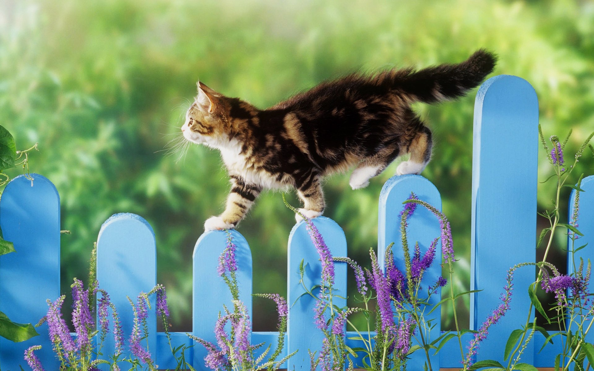 cats nature grass cute outdoors flower cat little summer animal garden