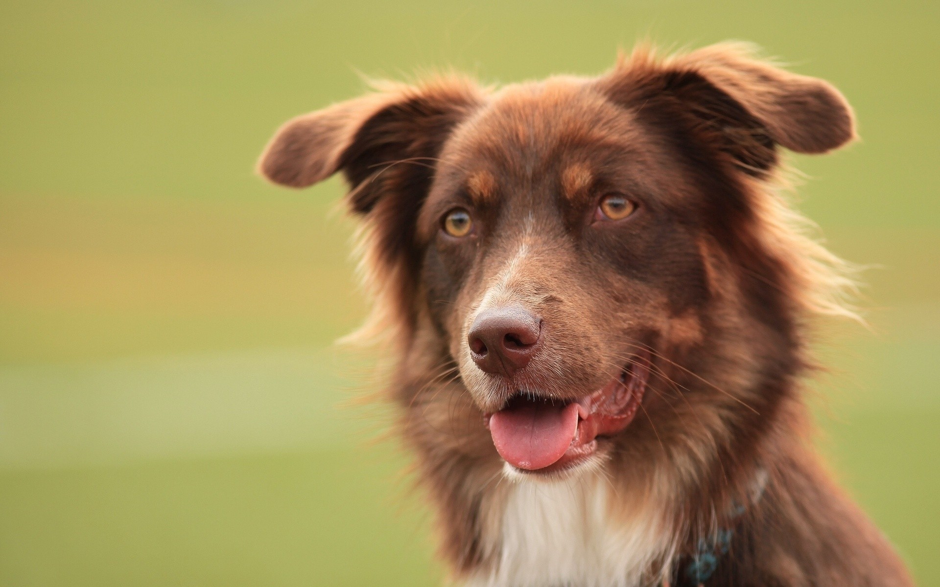 hunde hund säugetier niedlich haustier hundeführer tier porträt fell jung welpe anzeigen schäferhund wenig gehorsam sprache rasse abstammung