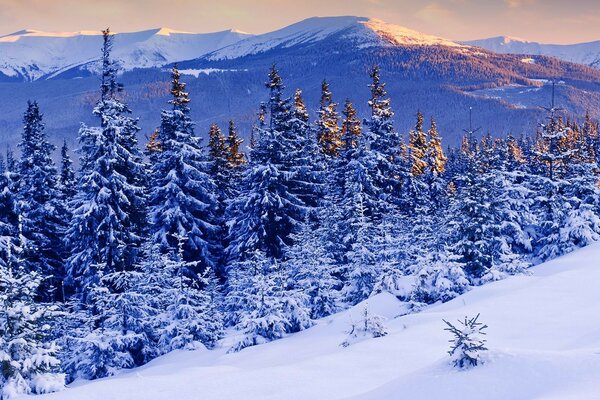 Landschaft von Nadelbäumen auf dem Hintergrund der Berge im Winter