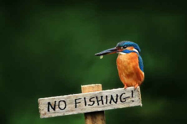 Kein Vogelzeiger Fisch