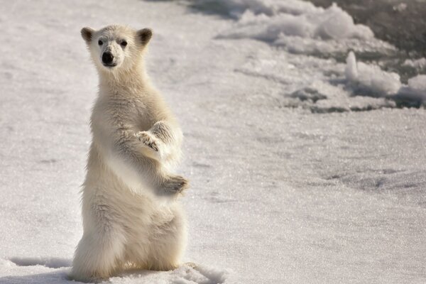 A white polar bear stands on its hind legs