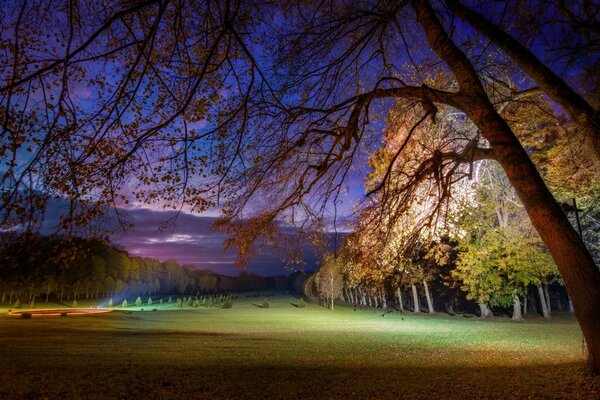 Borda da floresta da noite céu