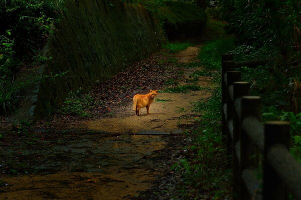 Dicke rothaarige Katze auf dem Weg