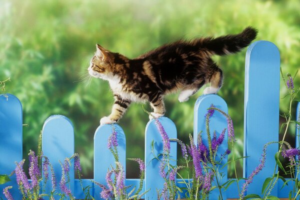 Chat domestique en plein air