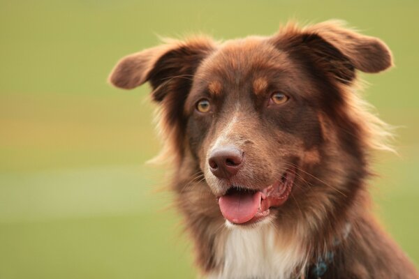 A brown dog with a protruding tongue on a green background