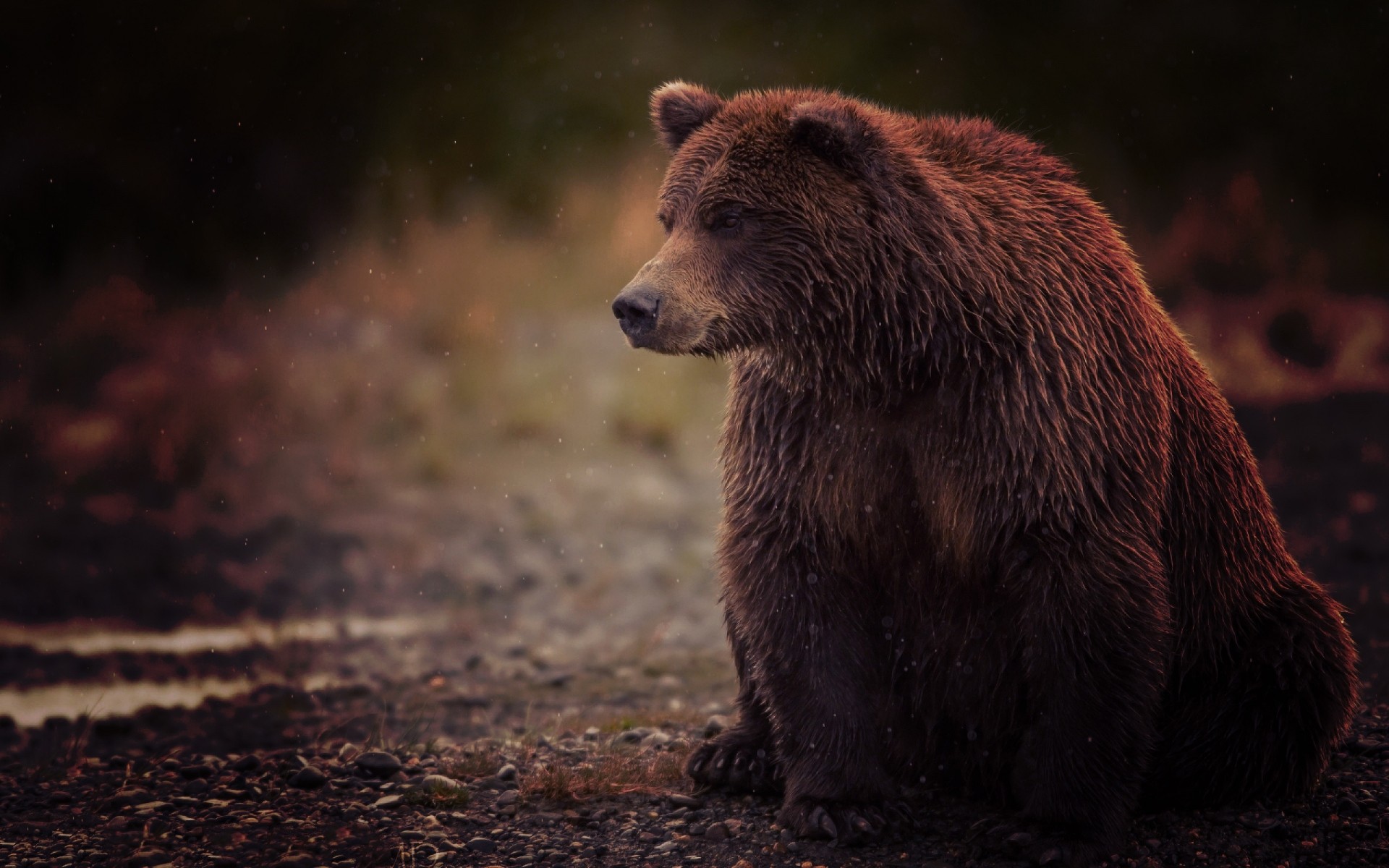 animals wildlife mammal outdoors nature water bear