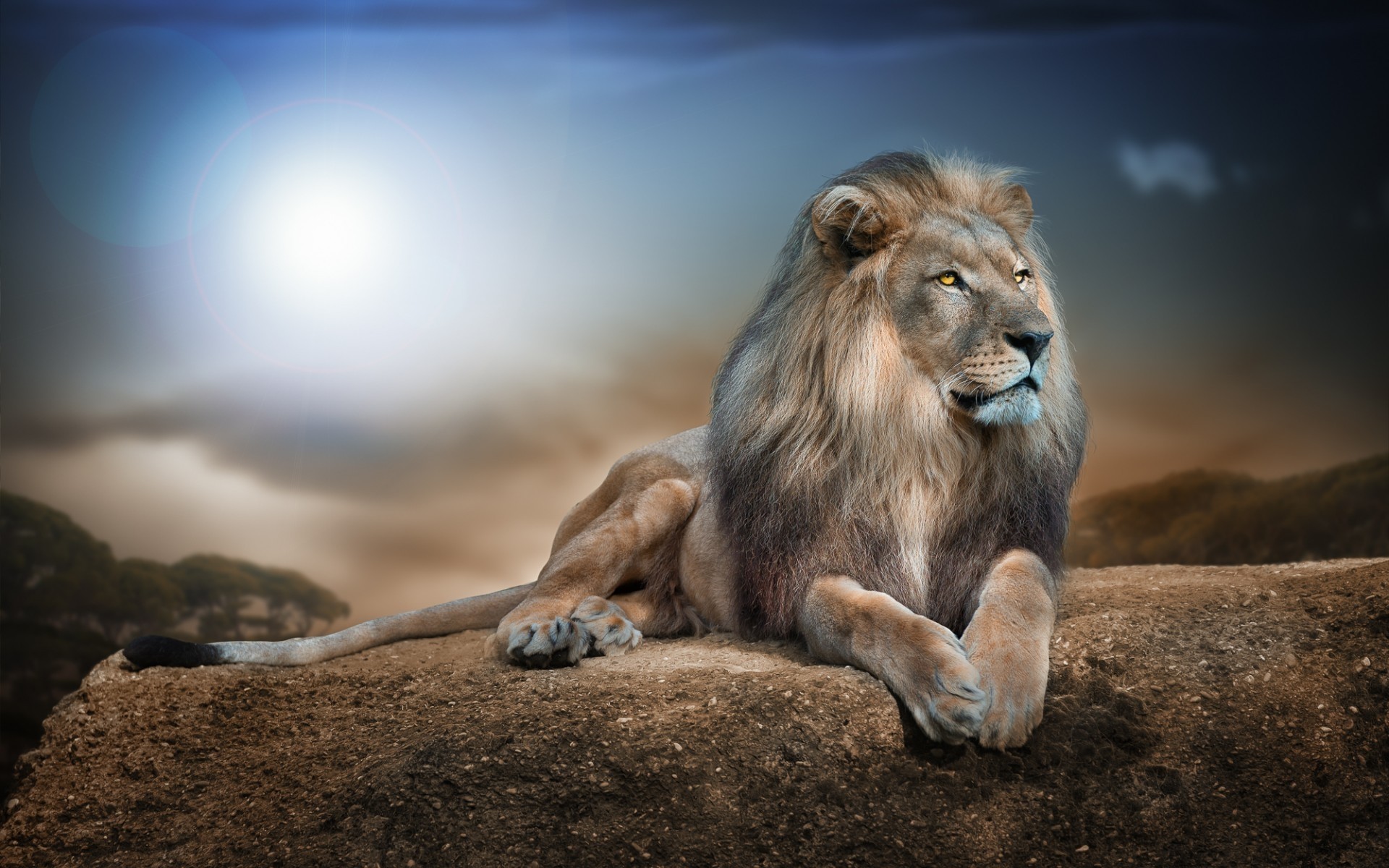 animals mammal lion wildlife cat nature lions jungle hdr