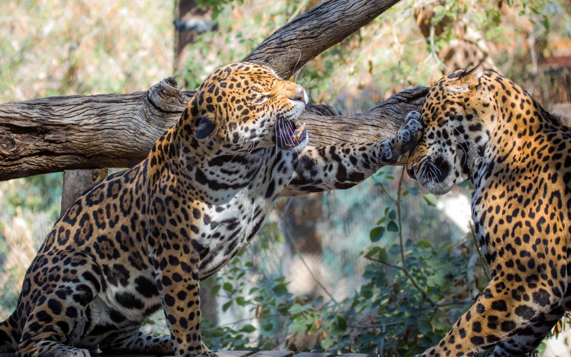 animaux faune léopard chat mammifère animal prédateur nature safari sauvage zoo mangeur de viande chasseur jungle grand fourrure chasse panthère jaguars