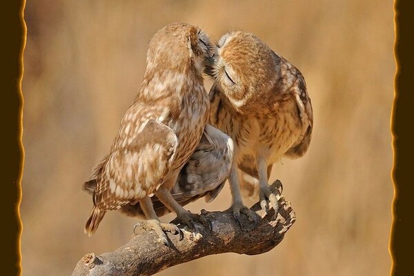 Bacio di gufi selvatici innamorati