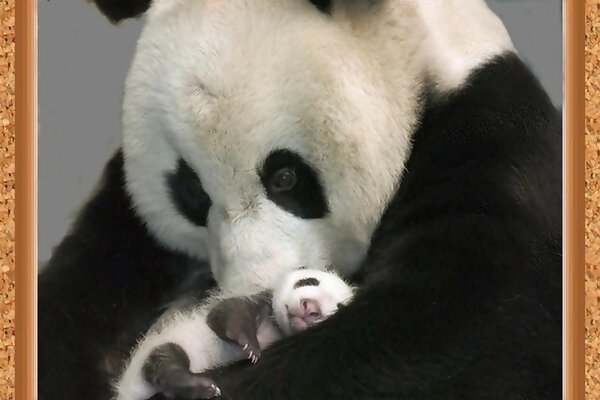 Мама панда держит своего ребёнка