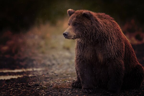 Urso pardo na natureza na terra