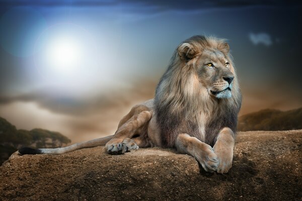 The King of beasts is sitting on a rock and resting