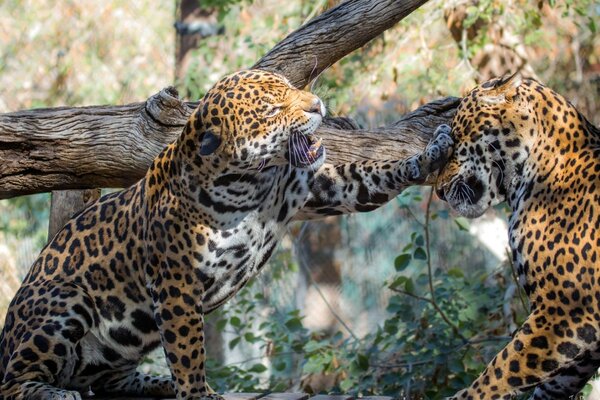 Dos leopardos juegan entre sí