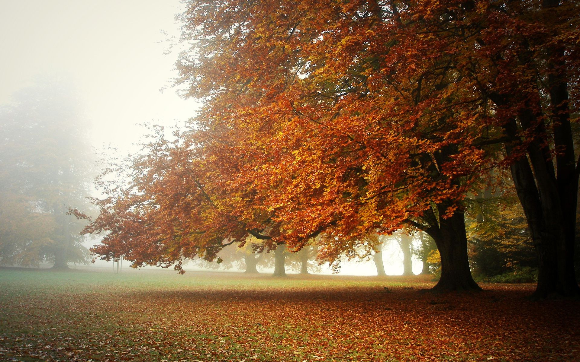 automne automne arbre feuille brouillard brouillard bois paysage aube parc nature saison branche érable soleil beau temps lumineux campagne à l extérieur brume