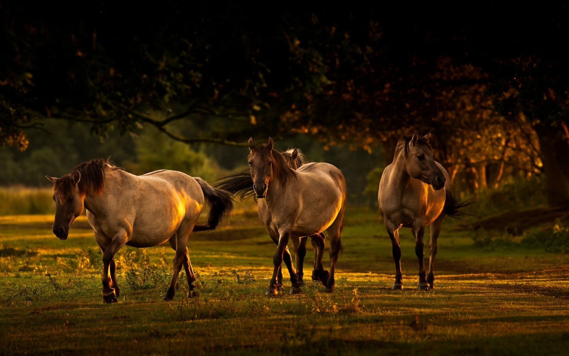 animales mare caballería caballo mamífero animal semental cría de caballos granja pasto campo ecuestre mane hierba pony potro heno corredor animales vivos agricultura caballos paisaje bosque