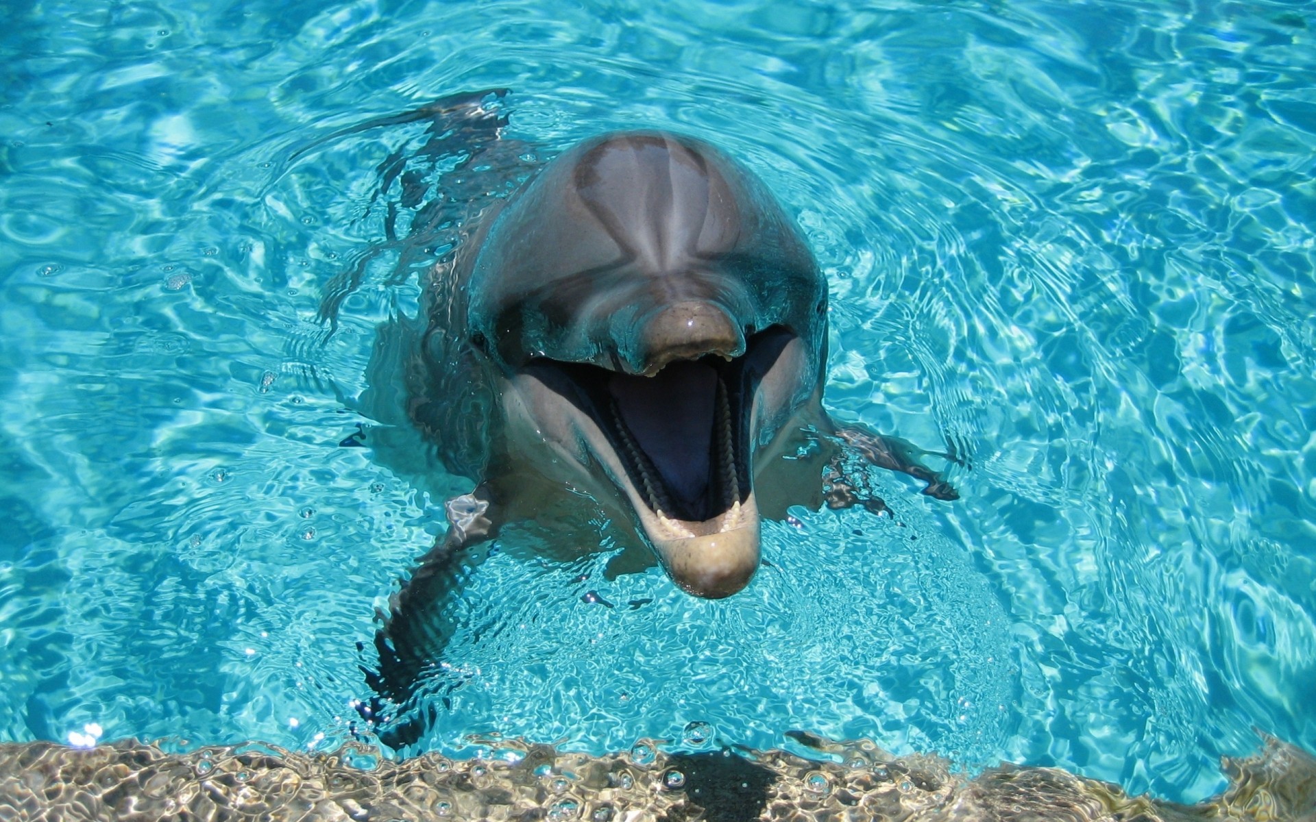 animales bajo el agua natación agua buceo océano peces nadador delfín mar deportes acuáticos piscina marina snorkel vida silvestre sumergible acuario aleta mojado acuático solo