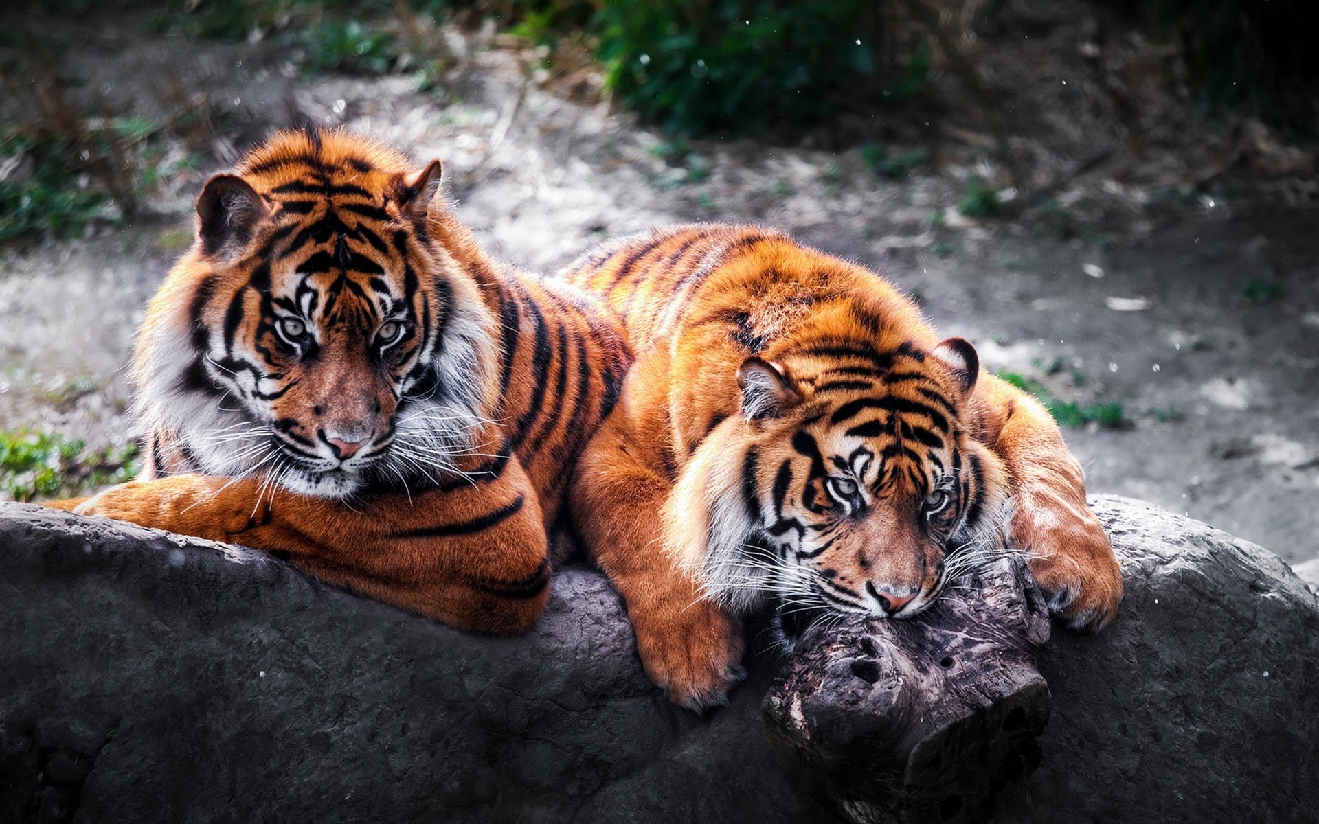 animaux tigre faune mammifère chat zoo prédateur agression fourrure mangeur de viande jungle chasseur danger animal en colère portrait sauvage bande à la recherche oeil nature tigres