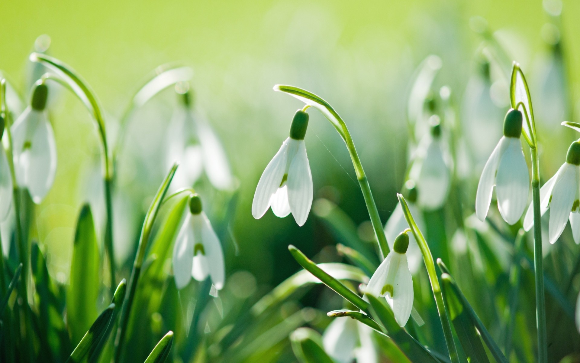 fiori natura foglia erba crescita flora giardino fieno luminoso pasqua caduta estate bel tempo rugiada freschezza bucaneve