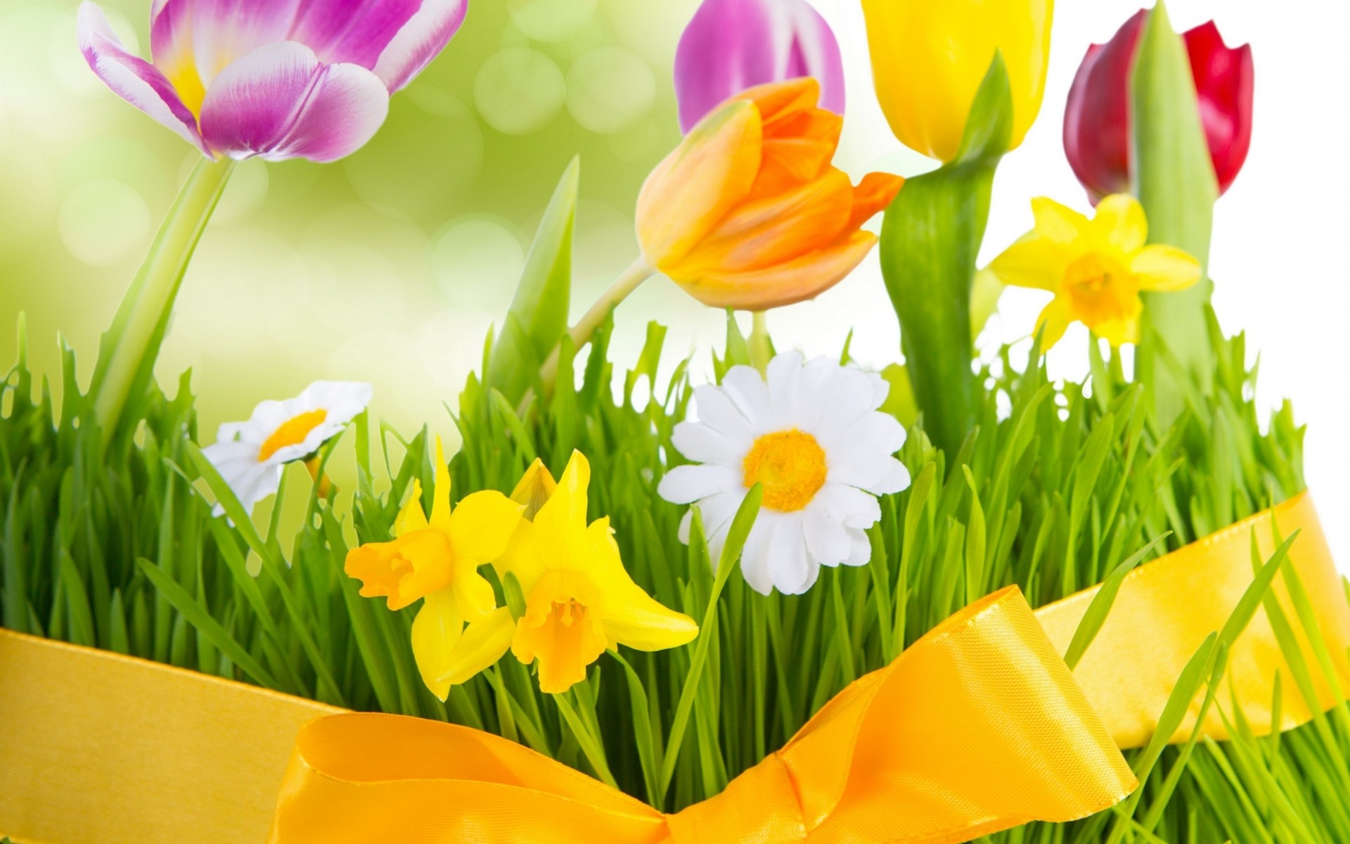 flowers easter nature tulip flower grass leaf flora garden summer growth bright season hayfield daffodil bouquet field floral narcissus color tulips