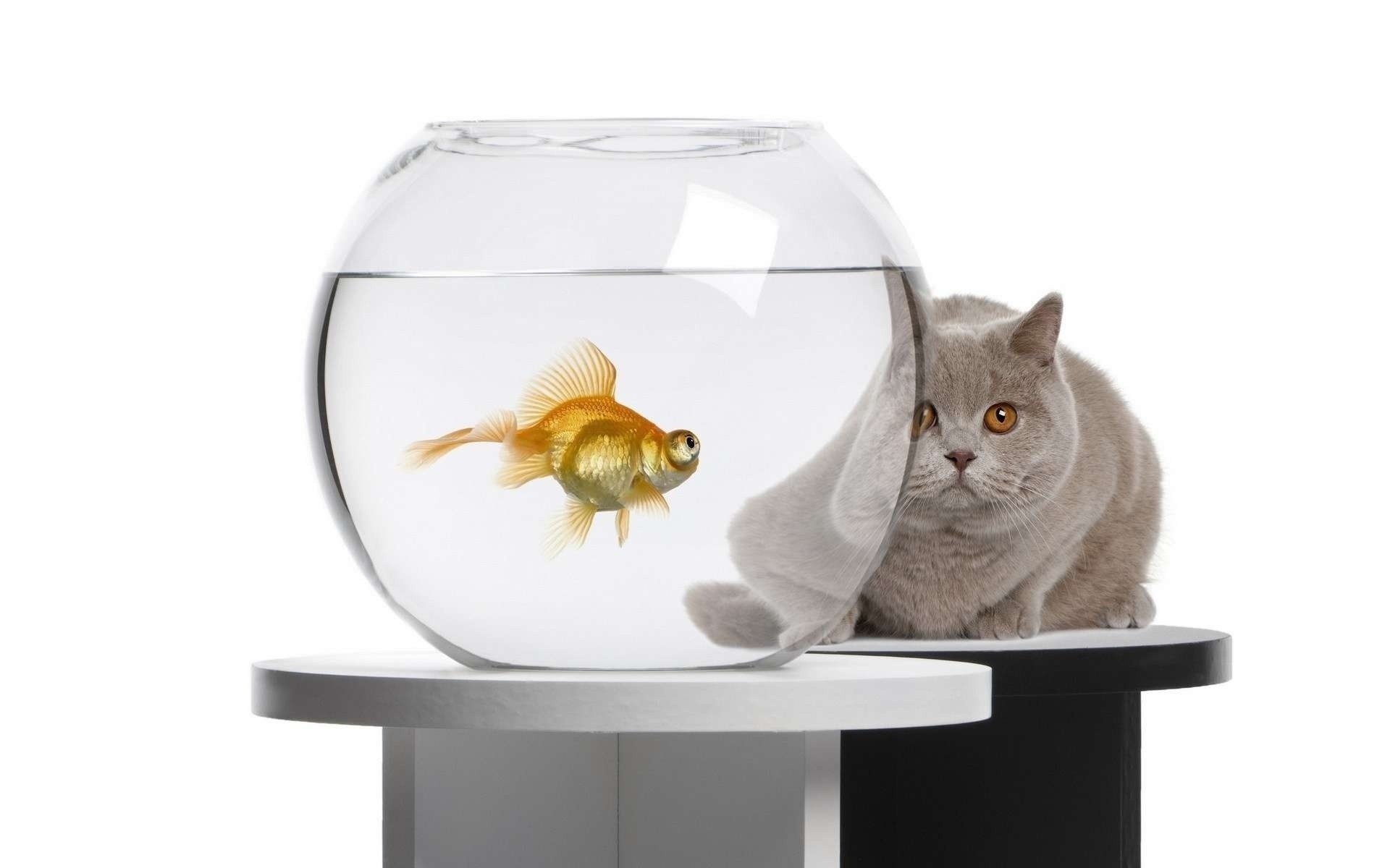 katze haustier isoliert goldfisch inländische niedlich aquarium tier ein katze lustig vorschau wenig desktop jung familie studio