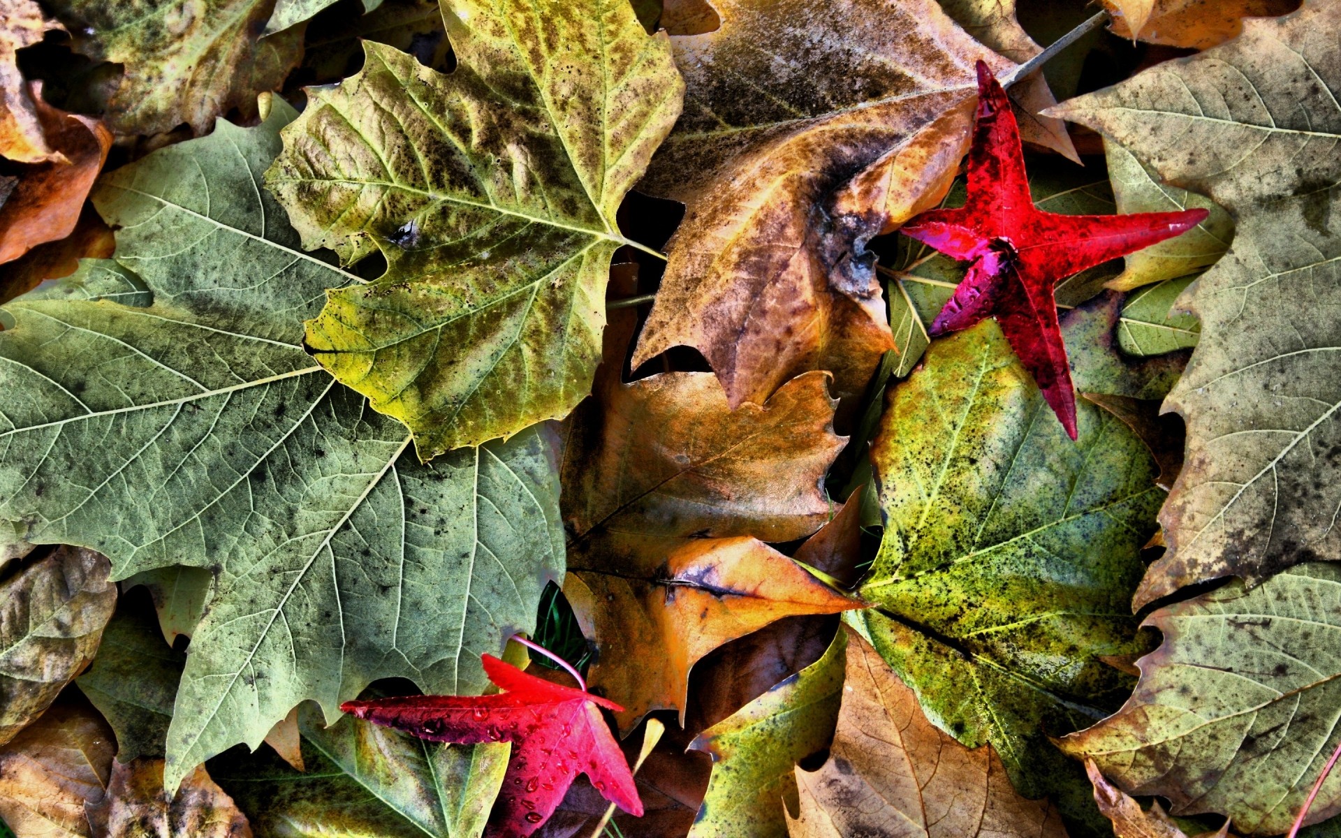 autunno foglia autunno stagione flora natura albero colore close-up desktop luminoso legno decorazione all aperto terra ambiente giardino acero struttura drc foglie