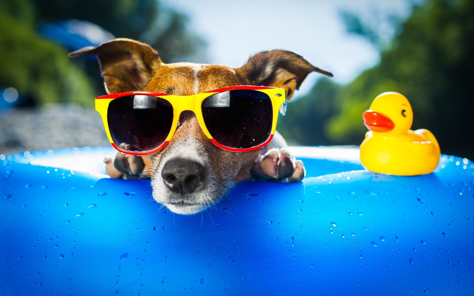 chiens eau natation en plein air un été lunettes de soleil drôlement chiot jouets