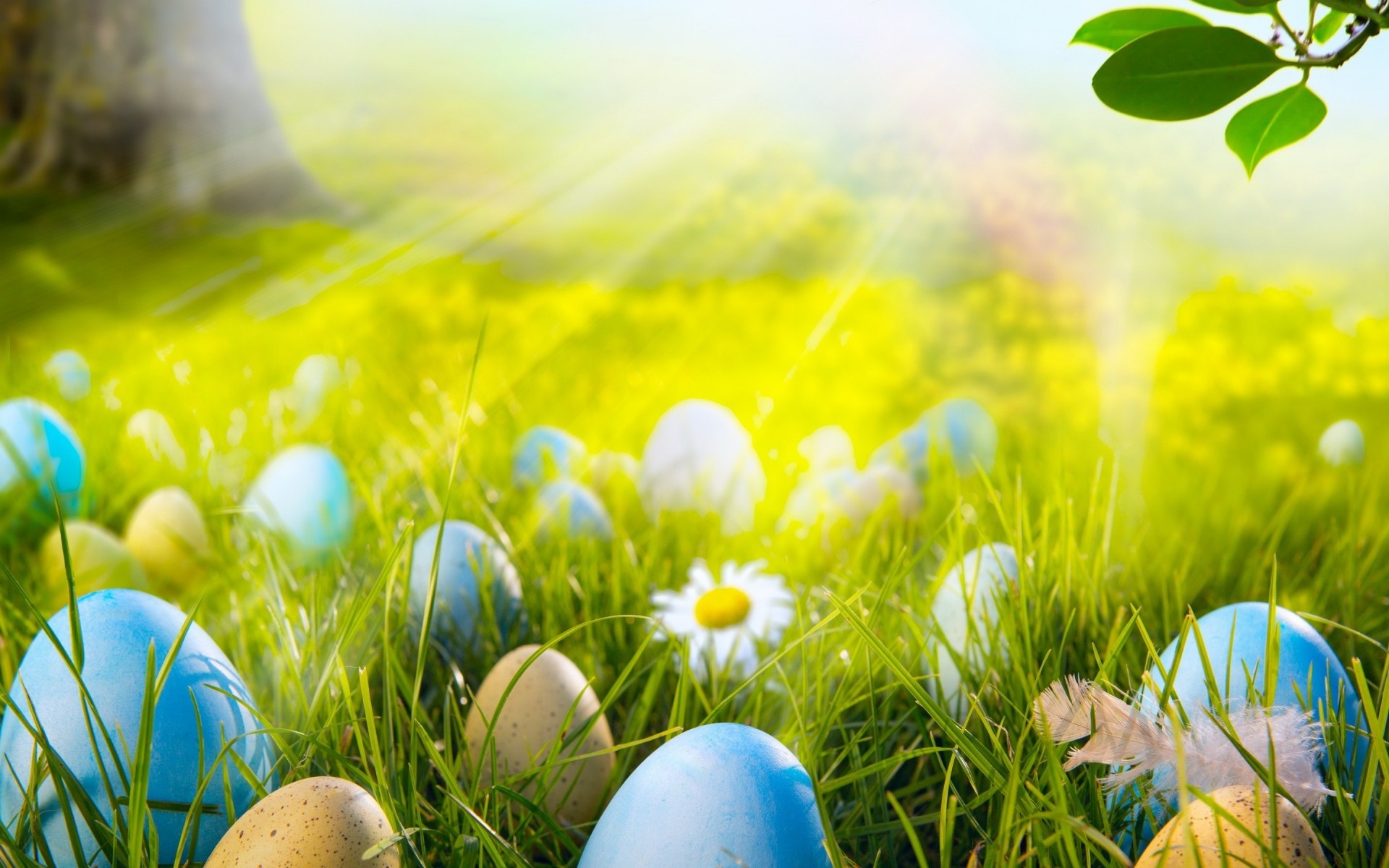 pasqua erba natura fieno uovo stagione campo uovo di pasqua prato fattoria estate bel tempo colore fiore sole rurale bello luminoso all aperto decorazione pasqua 2014 uova di pasqua uova di pasqua 2014 paesaggio