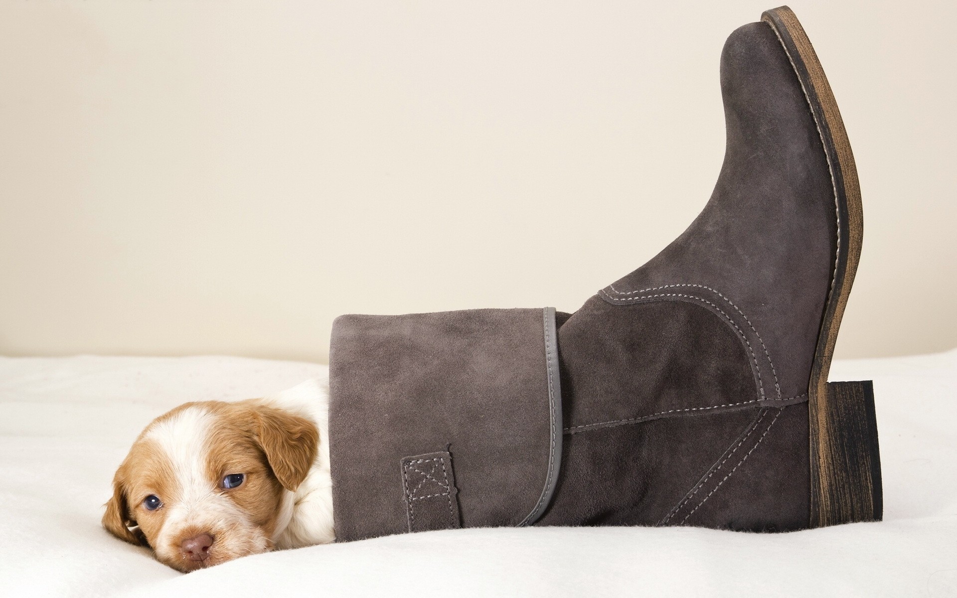 hunde tragen hund drinnen leder möbel säugetier schuhe nummer eins ort lustig welpe