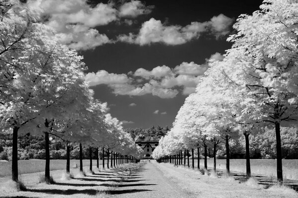 Black and white image of trees and sky