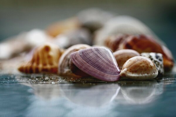 Muitas conchas na mesa